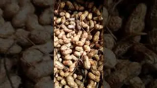 mong fali is best for cholesterol and cancer,weight loos,,,,,