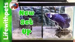 SETTING  up a New BETTA FISH Tank.