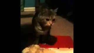 Proud kitty moment....maybe