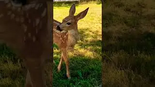 A Study in Fawn 😃 Like Subscribe #apieceofpeace #fawn #deer