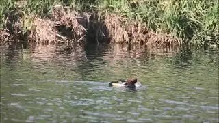 Harle bievre / Goosander