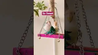 Lovebird Sweet Chirping &hearts;️