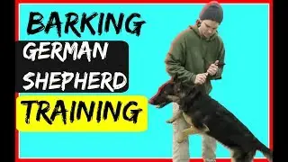 How to Train a Barking Anxious German Shepherd Dog with a Prong Collar