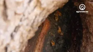 ABEJAS MELIFERAS