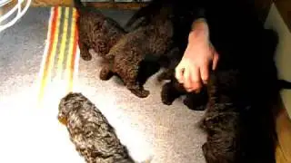 pups Holly kwispelen