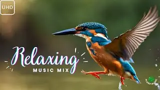 Relaxing Jazz Music for Serenity and Calm - Kingfisher Sitting in a Forest Tree #DEC006