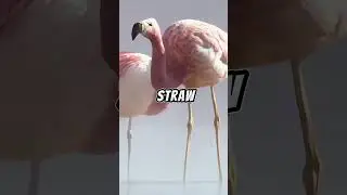 Animals Roast- Flamingo Edition #funny #funnyanimals #roast #animals #funnyvideo #standup #flamingo