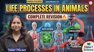Class 7 Life Processes In Animals One shot | Science New NCERT | Crash Course day 19 Nikki Mam