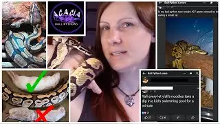 Answering Beginner Ball Python Questions from Facebook Groups