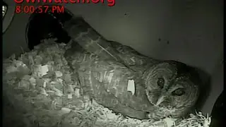 OwlWatch