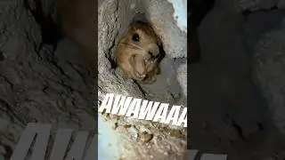 Hyrax screaming awawa from cave, remastered HD #wawa #hyrax
