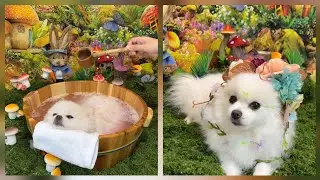 Dog Bath Time | Dog Cares | Dog SPA 