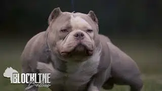 BLOCKLINE BULLIES Studs K2 K3 K4 Playboy & Picasso
