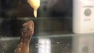 Marbled Gecko Eating Banana