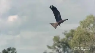 Firehawk Australia fires