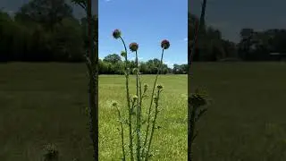 Thistle in the field #thistle #wildflowers