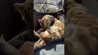 You Won&rsquo;t Believe How Much My Cat Loves PAWZIDEA | The Best Pet Stroller Ever