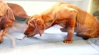 Wiske blijft