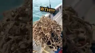 weird sea creatures | ocean animals  #fish #animals #seacreatures
