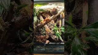 Skokan řasnat&yacute; 😁🐸 #teraristika #reptiles #reptilekeeper #crestedgecko
