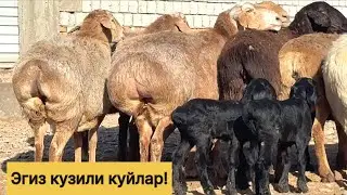 Эгиз кузили куйлар! 992269699☎️ 975019699☎️