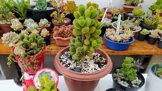 Patinha de Urso:(Cotyledon Tomentosa),