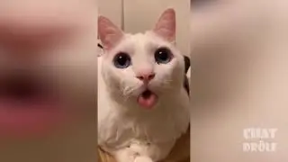 Video de Chat mignon et dr&ocirc;le 2021 ( essayez de ne pas rire 😂😂😂😂)