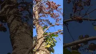 Tesu/Palash/ Flame of the Forest/ Butea monosperma ... A beautiful tree in Mhow (MP)
