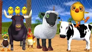 El Pollito y El Tractor  3D El pollito y dainasuair El Toro y Tractor La Vaca canciones de la granja