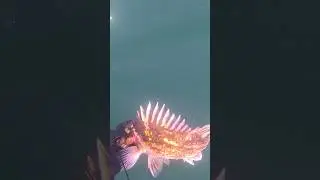 Spearfishing a Rockfish in British Columbia