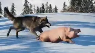 Far cry 5 Wolf takedown preys