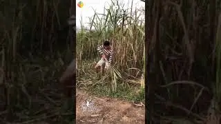 Poumai funny video