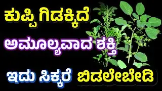 ಕುಪ್ಪಿ ಗಿಡದ ರಹಸ್ಯ ಶಕ್ತಿ | Indian Acalypha Plant Benefits | Kuppi Plant | Medicinal Plants