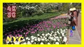 Spring Tour of Brooklyn Botanic Garden (Part 3 : From Discovery Garden To Shakespeare Garden)