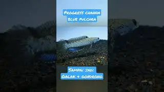Progress channa blue pulchra dari baby sampai jadi galak dan gondrong.
