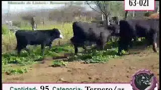 Lote 63 021
