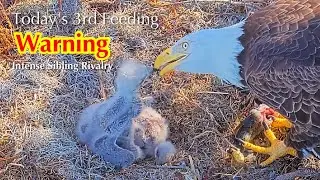 #55🦅🐥14&deg;🐥9&deg;／Winter Park Eagle Nest 2026／Against All Odds:One-Eyed Mom Eagle／by Winter Park Eagle Cam