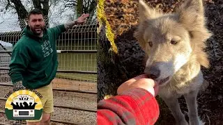 Detailed updates on our stunning new wolf hybrids | The Asher House