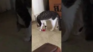 Coco loves playing with fidget spinner!