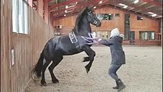 Part 2. Backing the Friesian Horses. How we begin to train the 3 year olds: Eefje, Elbrich, Frieda.