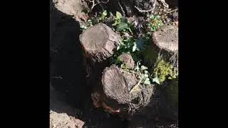 Split multi trunk tree root with farm jack