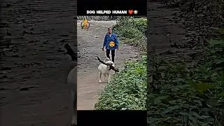 dog helped the grandma 🥰 | emotional story in cutest dog 🐶❤️