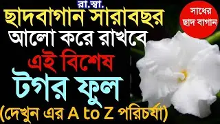 থোকা টগর বা রাণী টগর গাছের A to Z সংক্ষিপ্ত পরিচর্যা। Short cut tips on Care of Chandni flower plant