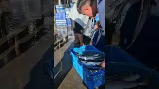 Catched a lot Amberjack fish and Rainbow runner, 活抓 拉倫 紅甘 生魚片極品 光榮定置漁場 fresh seafood, fishport