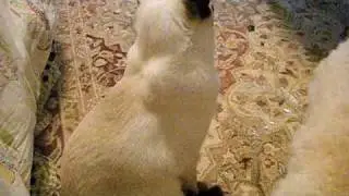 Crazy Toy Poodle Dances & Plays.