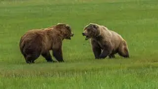 Katmai National Park Bear Viewing Tour