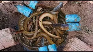 Incredible!! Smart Boys Deep Hole Eel Trap Using Brick And PVC Pipes To Catch A Lot Of Eels