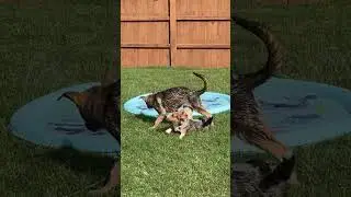 Summer #corgi #puppy #puppies #splash #water #summer #summervibes #dog #sun #funny #fun #shepherd