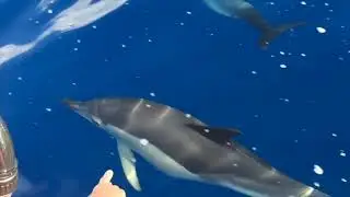 Dolphin swim Azores