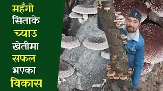 Shiitake Mushroom || यसरी गर्न सकिन्छ सिताके च्याउको खेति || Shiitake Mushroom Farming in Nepal ||